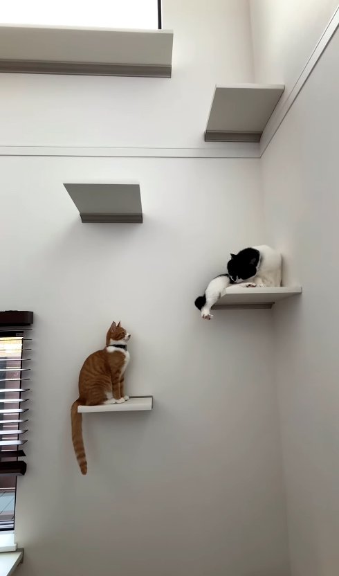キャットステップにいる2匹の猫