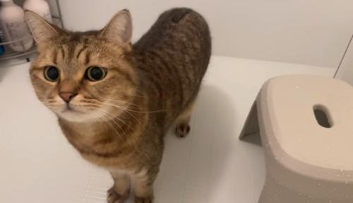 見つめる猫