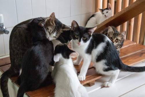 たくさんの保護猫
