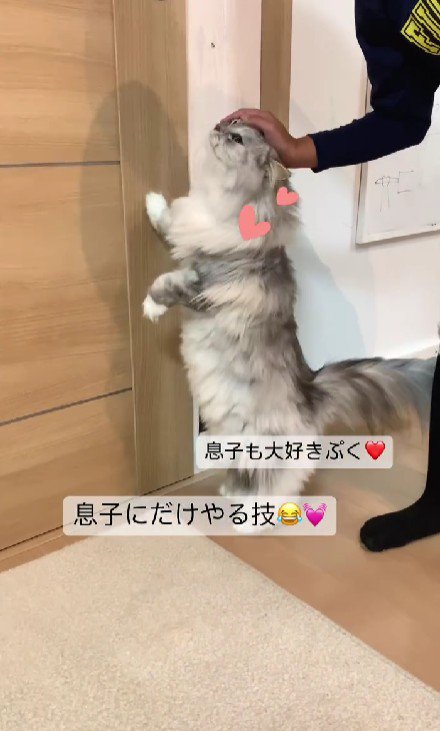 猫と男の子