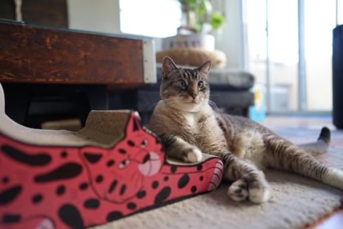 爪とぎでくつろぐ猫