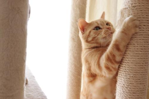 麻ひもで爪を研ぐ猫