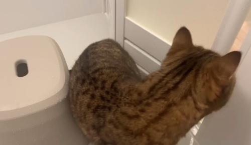 外に出たがる猫
