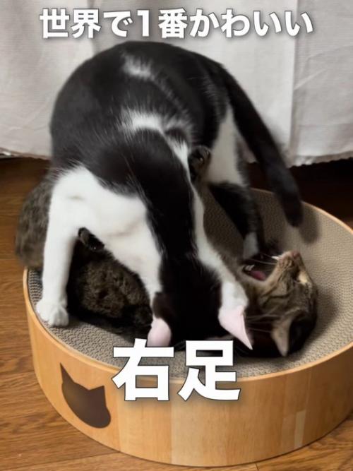 鳴いているキジトラ猫