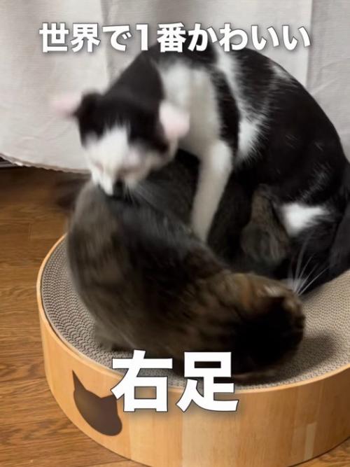 爪とぎボウルの上でけんかする2匹の猫