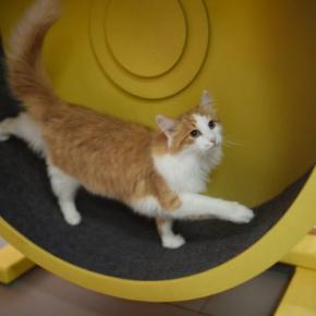 猫の『ガン発症リスク』を高める原因5つ　悪影響を及ぼす理由や見直すべき習慣