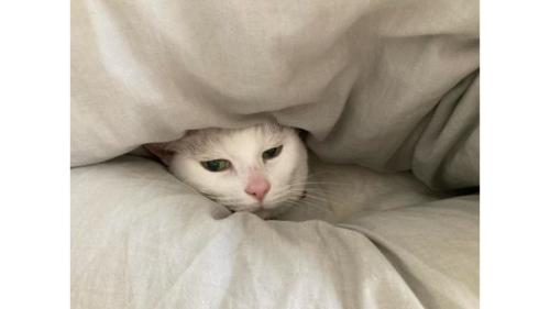 布団に埋もれる猫