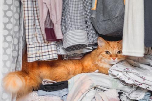 押し入れの猫
