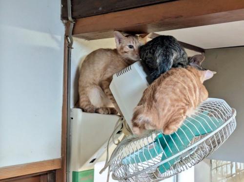 扇風機の上で寄り添いあう子猫たち