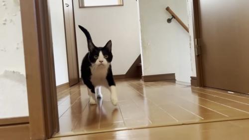 降りてきたひまわり