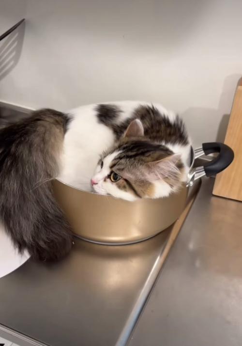 鍋に入ってドヤる猫