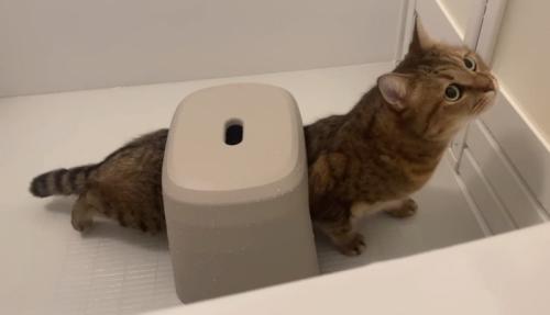 伸びをする猫