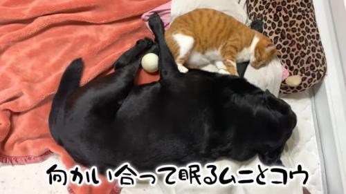 仲良く寝る2頭