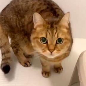 飼い主のお風呂中、侵入してきたネコ→ウロウロしていると思いきや…次の瞬間見せた『想定外の行動』に「笑った」「風呂はよ出ろ妖怪ｗｗｗ」の声
