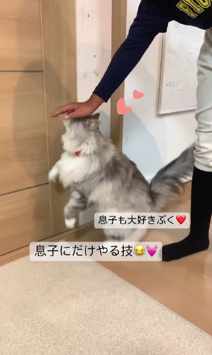 猫と男の子
