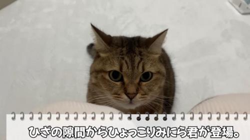 目の前に座る猫