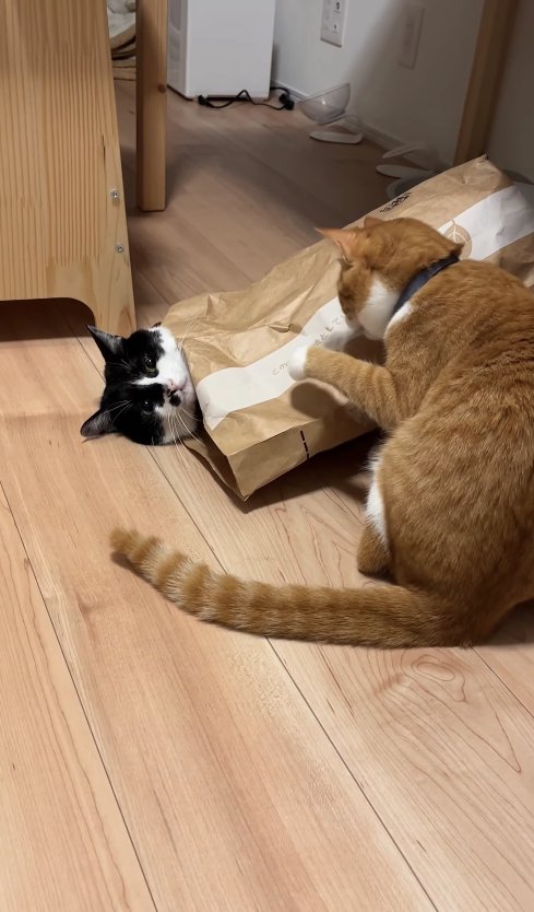紙袋に入っている猫の顔を見ながら左前足をあげている茶トラ猫