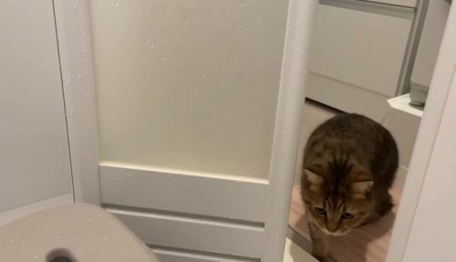 風呂の中を見る猫