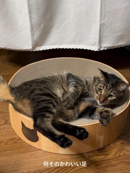 横になる猫