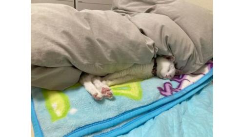 眠る猫