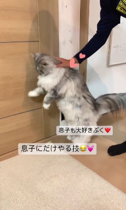 猫と男の子