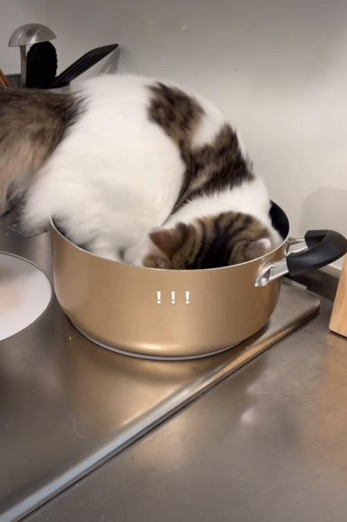 鍋におしりを入れる猫