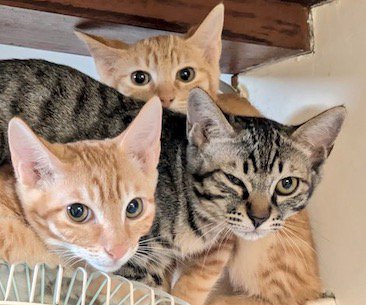 緊張した様子で飼い主を見つめる子猫たち