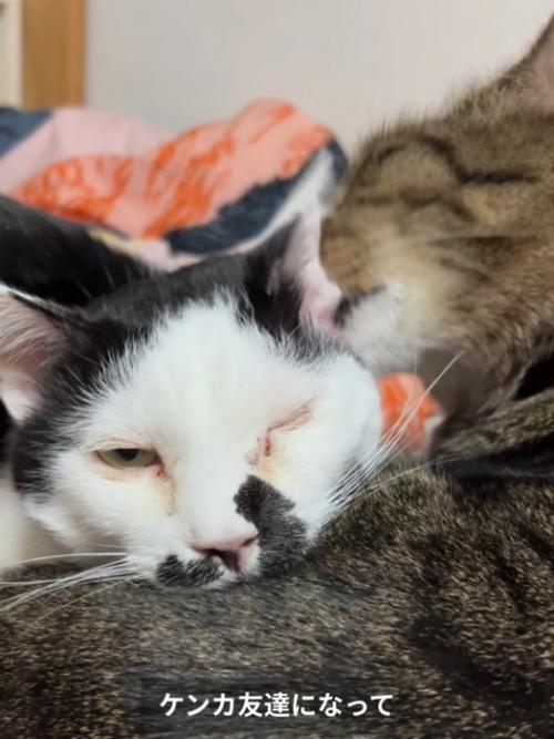 白黒猫を毛づくろいするキジトラ猫