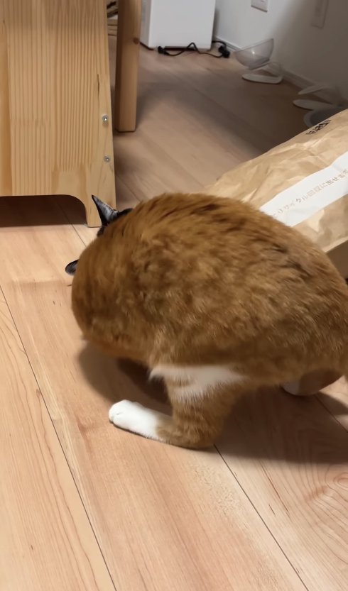 紙袋の中を覗き込んで丸くなっている茶トラ猫の後ろ姿