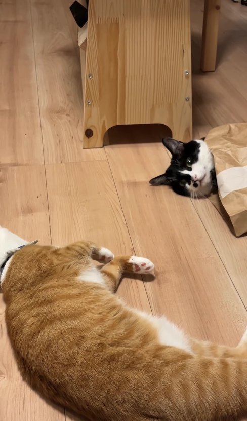 紙袋に入った猫の顔と寝転がって顔が見切れている茶トラ猫