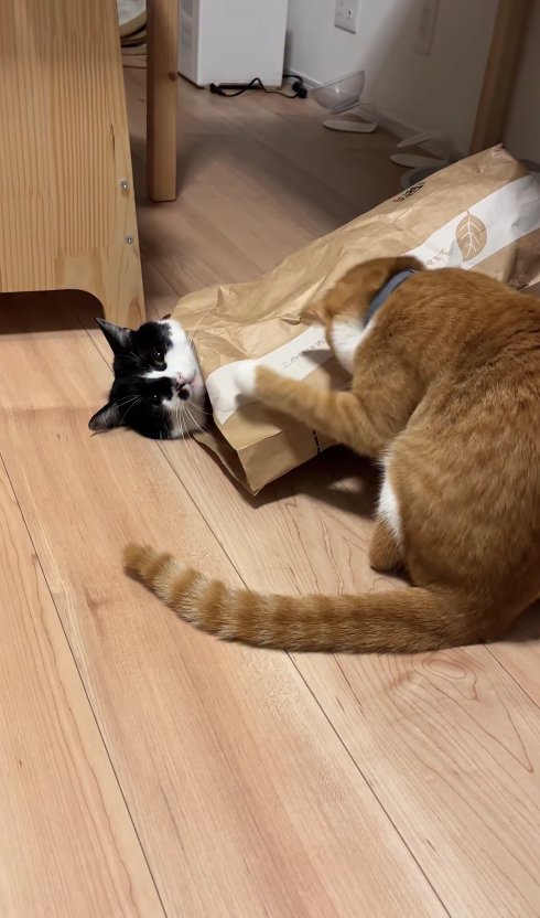 紙袋に入っている猫のそばで左前足を浮かせて顔を伏せている茶トラ猫