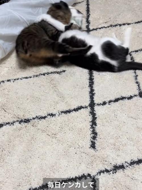 取っ組み合いをする2匹の猫