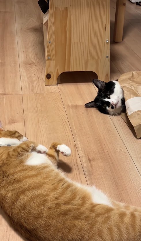 紙袋に入った猫の顔を寝転がって見つめる茶トラ猫