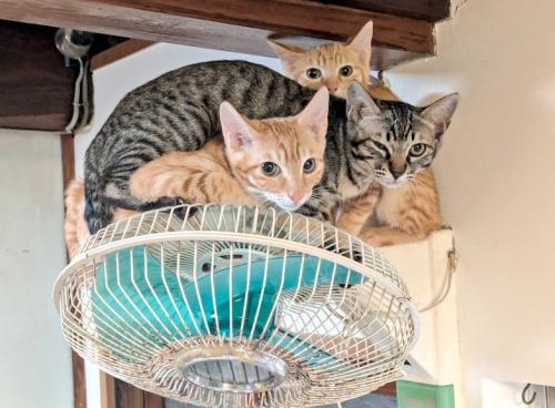 扇風機の上に乗って飼い主を見つめる子猫たち