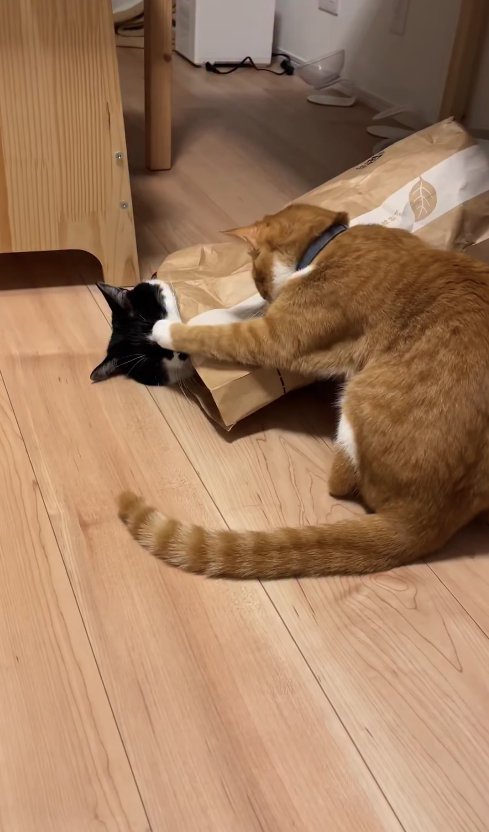 紙袋に入っている猫の顔に左前足を乗せている茶トラ猫
