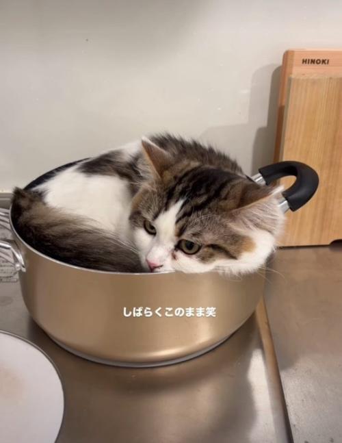 鍋にすっぽり入る猫