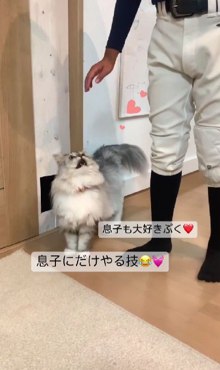 猫と男の子