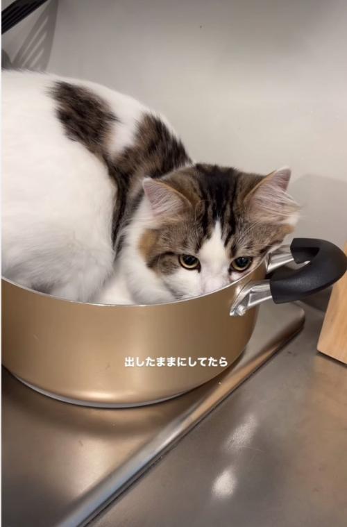 鍋に入る猫