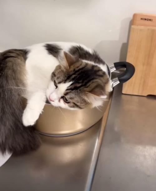 しっぽを叩く猫
