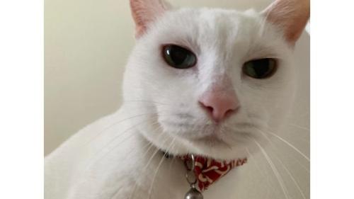 室内にいる猫