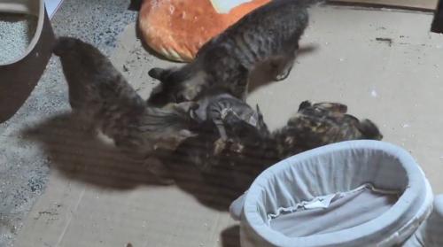 成猫の近くに集まる子猫たち