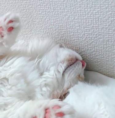 眠っている茶白猫の寝顔