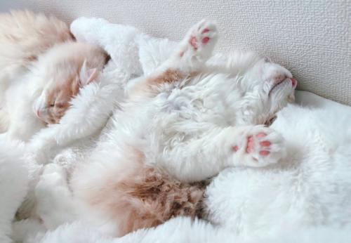 毛布の上で眠る猫たち