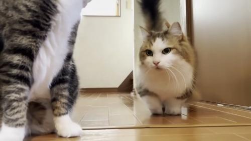 降りてきた秀吉