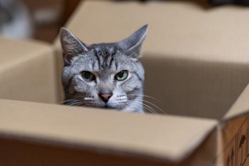 段ボールの中の猫