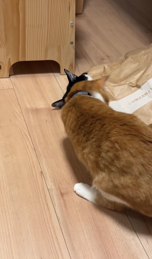 紙袋の近くで頭を低くしている猫の後ろ姿