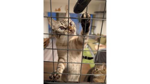 室内にいる猫