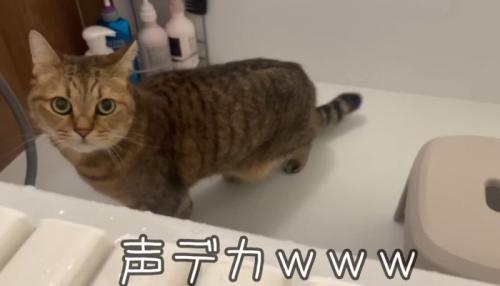 大きな声を出す猫