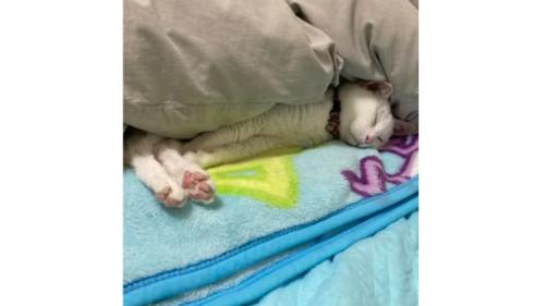 眠る猫