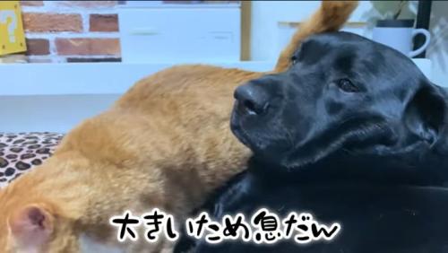 溜息をつくムニ君